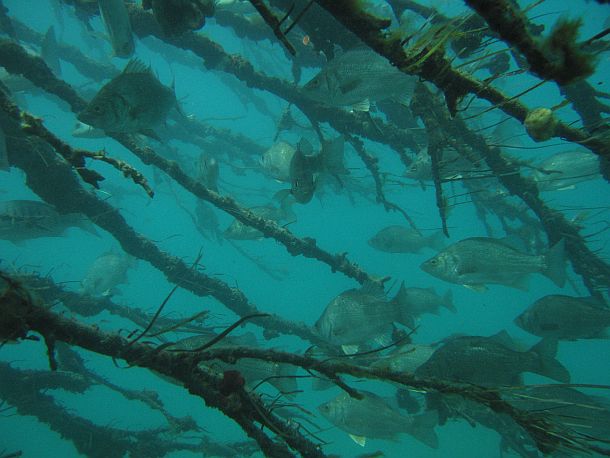 Snags vital for EP future